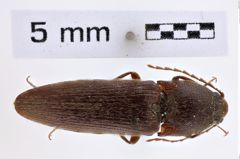 Foto (Dorsalansicht) von Melanotus decumanus (NHMW-ZOO-COL-0007759)